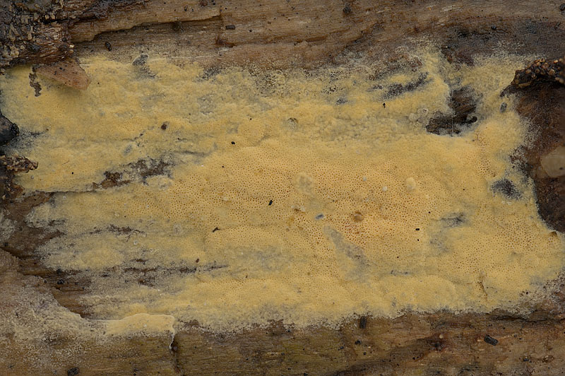 Ceriporia aurantiocarnescens